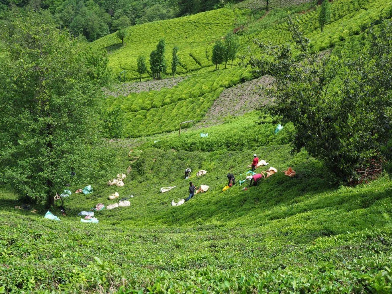 'Rize Çayı'na 98 yıl sonra tescil