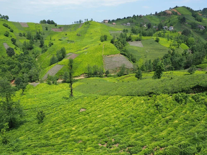 'Rize Çayı'na 98 yıl sonra tescil