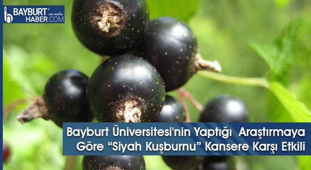 Bayburt Üniversitesi'nin Yaptığı Araştırmaya Göre “Siyah Kuşburnu” Kansere Karşı Etkili