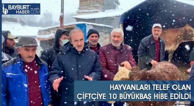 Hayvanları Telef Olan Çiftçiye 10 Büyükbaş Hibe Edildi