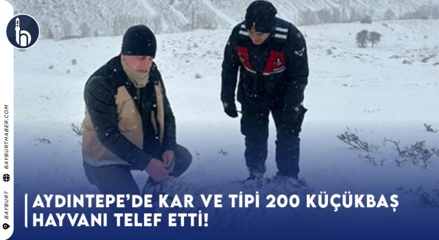 Aydıntepe’de Kar ve Tipi 200 Küçükbaş Hayvanı Telef Etti!