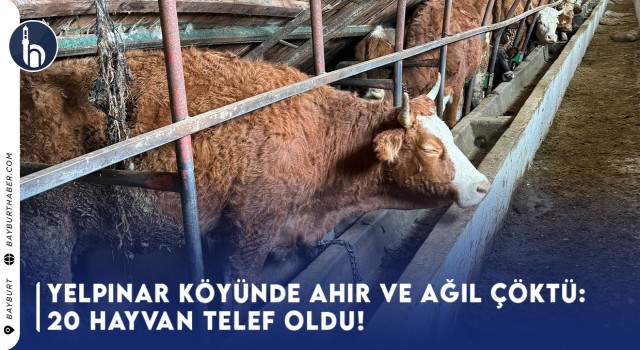 Yelpınar Köyünde Ahır ve Ağıl Çöktü: 20 Hayvan Telef Oldu!