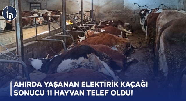 Ahırda Yaşanan Elektirik KaçağıSonucu 11 Hayvan Telef Oldu!