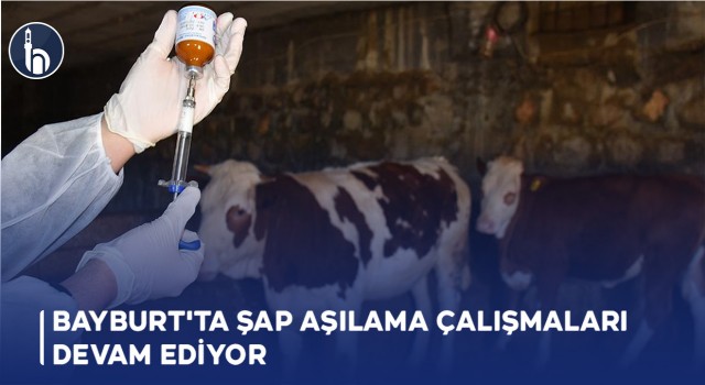 Bayburt'ta Şap Aşılama Çalışmaları Devam Ediyor