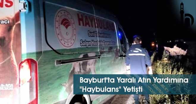 Bayburt'ta Yaralı Atın Yardımına "Haybulans" Yetişti