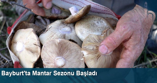 Bayburt'ta Mantar Sezonu Başladı