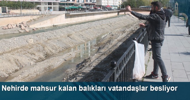 Nehirde Mahsur Kalan Balıkları Vatandaşlar Besliyor