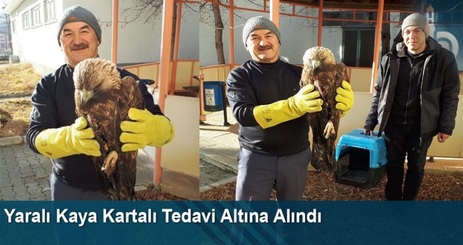 Yaralı kaya kartalı tedavi altına alındı