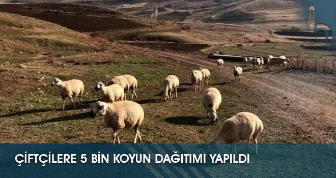 Çiftçilere 5 Bin Koyun Dağıtımı Yapıldı