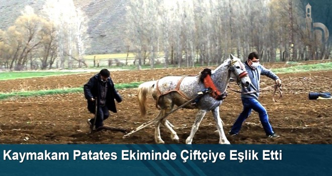 Kaymakam Patates Ekiminde Çiftçiye Eşlik Etti