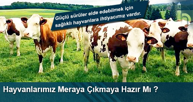 Hayvanlarımız Meraya Çıkmaya Hazır Mı ?