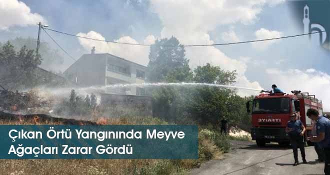 Çıkan Örtü Yangınında Meyve Ağaçları Zarar Gördü