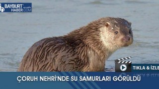 Çoruh Nehri'nde Su Samurları Görüldü