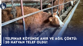 Yelpınar Köyünde Ahır ve Ağıl Çöktü: 20 Hayvan Telef Oldu!