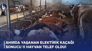 Ahırda Yaşanan Elektirik KaçağıSonucu 11 Hayvan Telef Oldu!