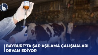 Bayburt'ta Şap Aşılama Çalışmaları Devam Ediyor