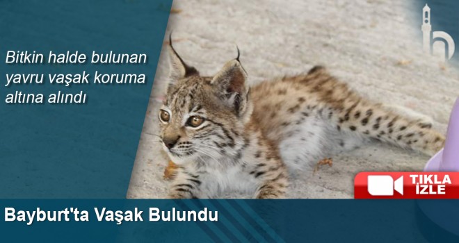 Bayburt'ta Vaşak Bulundu