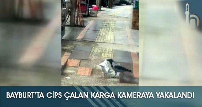 Bayburt’ta Cips Çalan Karga Kameraya Yakalandı