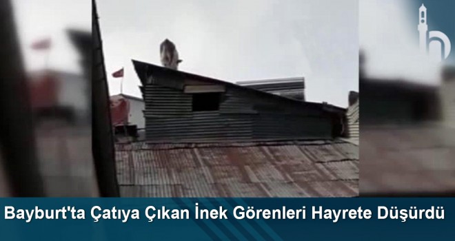 Bayburt'ta Çatıya Çıkan İnek Görenleri Hayrete Düşürdü