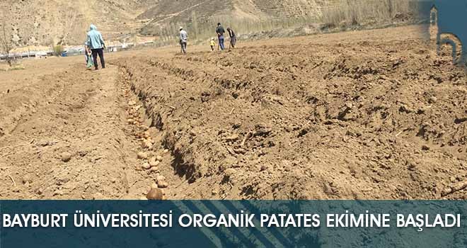 Bayburt Üniversitesi Organik Patates Ekimine Başladı