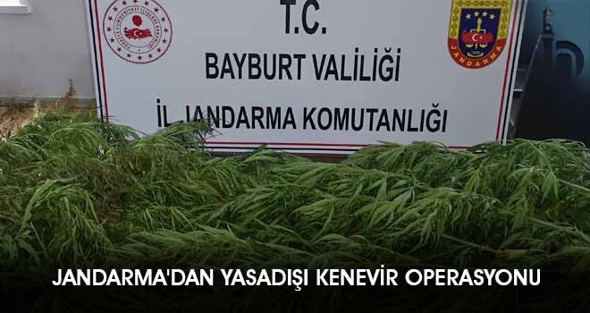 Jandarma'dan Yasadışı Kenevir Operasyonu