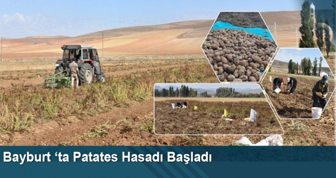 Bayburt ‘ta Patates Hasadı Başladı