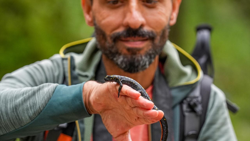 Mikroklima Etkisiyle İklim Değişikliği: Sarı Benekli Semenderlerin İlginç Yuva Seçimi