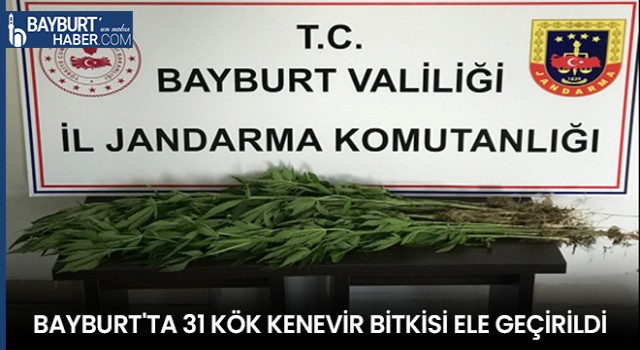 Bayburt'ta 31 Kök Kenevir Bitkisi Ele Geçirildi