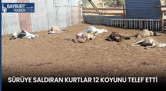 Sürüye Saldıran Kurtlar 12 Koyunu Telef Etti