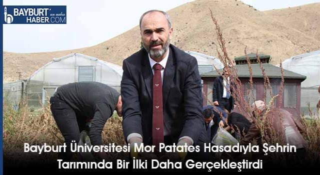 Bayburt Üniversitesi Mor Patates Hasadıyla Şehrin Tarımında Bir İlki Daha Gerçekleştirdi