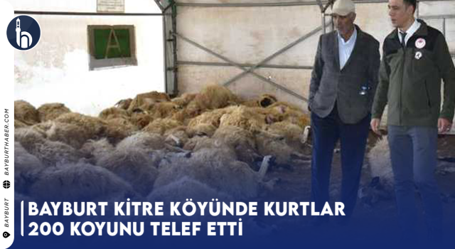 Bayburt Kitre Köyünde Kurtlar 200 Koyunu Telef Etti