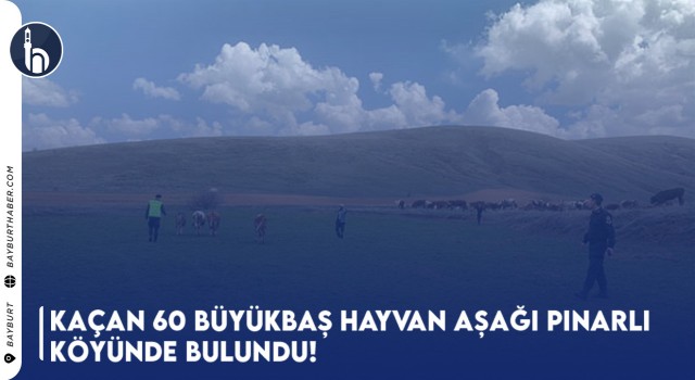 Kaçan 60 Büyükbaş Hayvan Aşağı Pınarlı Köyünde Bulundu!