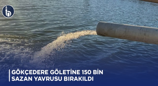 Gökçedere Göletine 150 Bin Sazan Yavrusu Bırakıldı