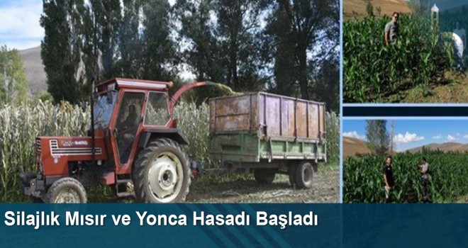 Bayburt’ta Silajlık Mısır Ve Yonca Hasadı Başladı