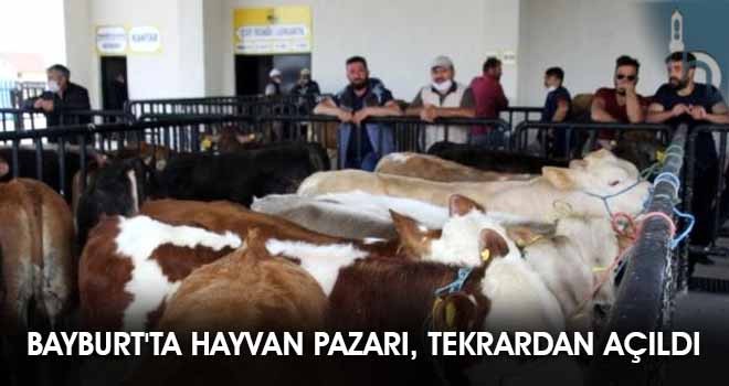 Bayburt'ta Hayvan Pazarı, Tekrardan Açıldı