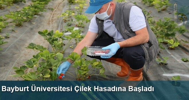 Bayburt Üniversitesi Çilek Hasadına Başladı