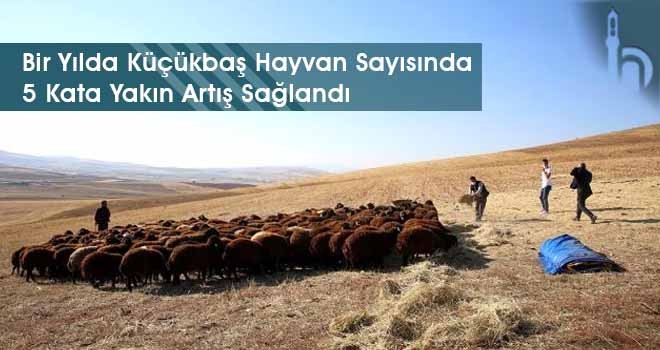 Bir Yılda Küçükbaş Hayvan Sayısında 5 Kata Yakın Artış Sağlandı