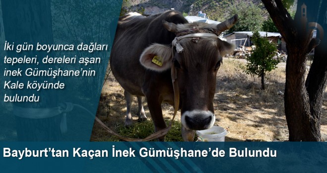 Bayburt’tan Kaçan İnek Gümüşhane’de Bulundu