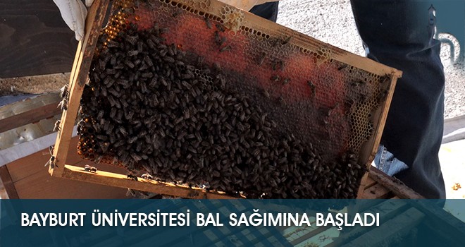 Bayburt Üniversitesi Bal Sağımına Başladı