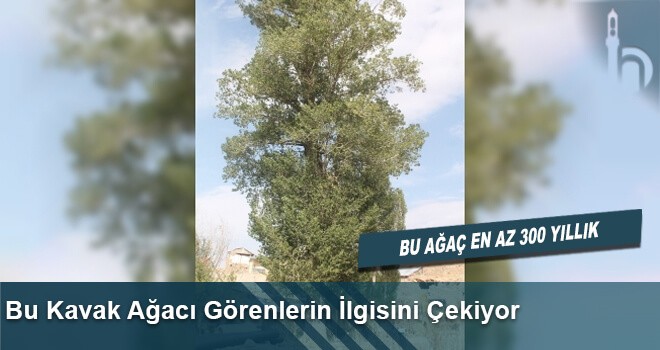 Bu Kavak Ağacı Görenlerin İlgisini Çekiyor