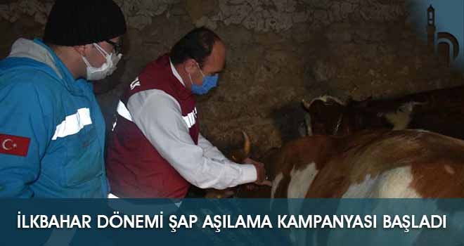 İlkbahar Dönemi Şap Aşılama Kampanyası Başladı