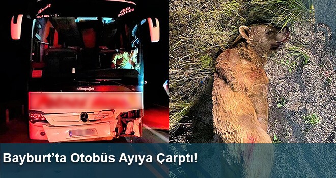 Bayburt’ta Otobüs Ayıya Çarptı!