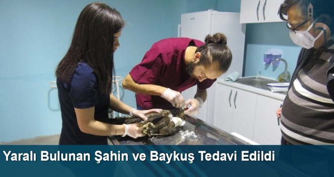 Yaralı Bulunan Şahin ve Baykuş Tedavi Edildi