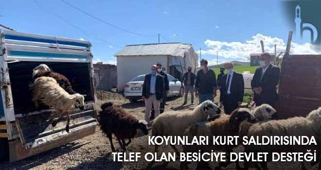 Koyunları Kurt Saldırısında Telef Olan Besiciye Devlet Desteği