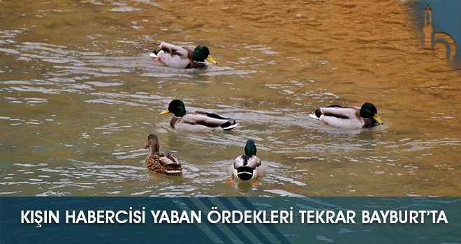 Kışın Habercisi Yaban Ördekleri Tekrar Bayburt’ta