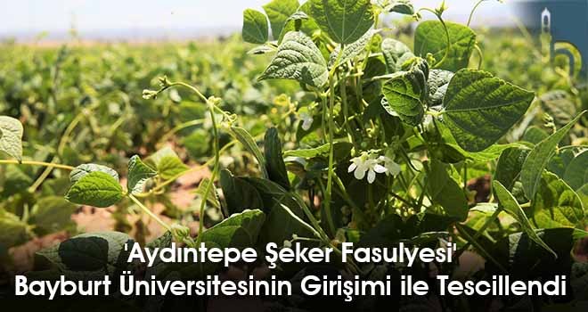 'Aydıntepe Şeker Fasulyesi' Bayburt Üniversitesinin Girişimi ile Tescillendi