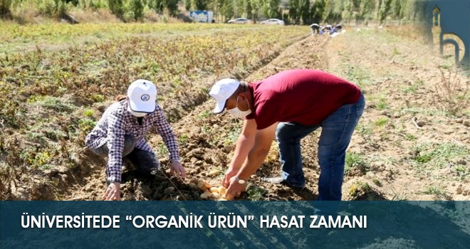 Üniversitede “Organik Ürün” Hasat Zamanı