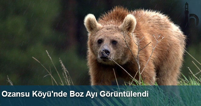 Ozansu Köyü'nde Boz Ayı Görüntülendi