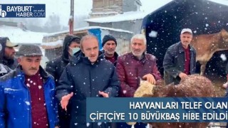 Hayvanları Telef Olan Çiftçiye 10 Büyükbaş Hibe Edildi