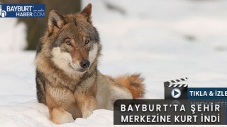 Bayburt'ta Şehir Merkezine Kurt İndi !